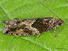  49.255 Epinotia nisella Copyright Martin Evans 