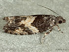  49.255 Epinotia nisella Copyright Martin Evans 
