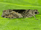  49.255 Epinotia nisella Copyright Martin Evans 