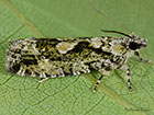  49.260 Zeiraphera isertana Copyright Martin Evans 
