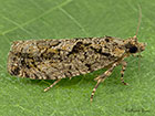  49.260 Zeiraphera isertana Copyright Martin Evans 