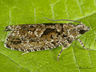  49.260 Zeiraphera isertana Copyright Martin Evans 