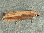  49.264 Eucosma obumbratana Copyright Martin Evans 