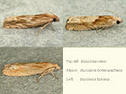  49.265 Eucosma cana, Eucosma hohenwartiana and Eucosma fulvana Copyright Martin Evans 