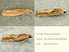  49.267 Eucosma fulvana, Eucosma hohenwartiana and Eucosma cana Copyright Martin Evans 