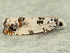  49.269 Eucosma campoliliana Copyright Martin Evans 