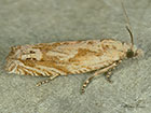  49.272 Eucosma tripoliana Copyright Martin Evans 