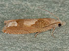  49.275 Eucosma conterminana Copyright Martin Evans 