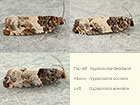  49.279 Gypsonoma dealbana, Gypsonoma sociana and Gypsonoma aceriana Copyright Martin Evans 