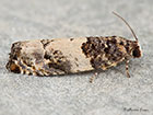  49.281 Gypsonoma sociana Copyright Martin Evans 