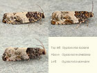  49.281 Gypsonoma sociana, Gypsonoma dealbana and Gypsonoma aceriana Copyright Martin Evans 