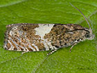  49.284 Epiblema sticticana Copyright Martin Evans 