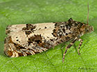 49.285 Epiblema scutulana Copyright Martin Evans 