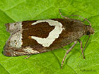 49.288 Epiblema foenella Copyright Martin Evans 