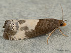  49.292 Notocelia cynosbatella Copyright Martin Evans 