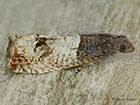  49.295 Notocelia roborana Copyright Martin Evans 