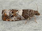  49.298 Notocelia trimaculana Copyright Martin Evans 