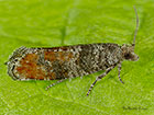  49.304 Clavigesta purdeyi Copyright Martin Evans 