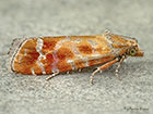  49.305 Rhyacionia buoliana Copyright Martin Evans 