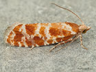  49.306 Rhyacionia pinicolana Copyright Martin Evans 
