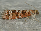  49.307 Rhyacionia pinivorana Copyright Martin Evans 