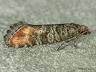  49.308 Elgin Shoot Moth Rhyacionia logaea Copyright Martin Evans  