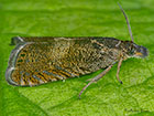  49.309 Dichrorampha plumbana Copyright Martin Evans 