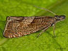  49.313 Dichrorampha acuminatana Copyright Martin Evans 