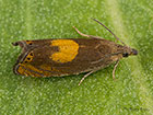  49.320 Dichrorampha alpinana Copyright Martin Evans 
