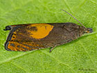  49.320 Dichrorampha alpinana Copyright Martin Evans 