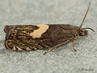  49.321 Dichrorampha petiverella Copyright Martin Evans 
