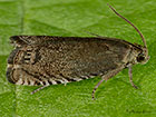 49.324 Cydia nigricana Copyright Martin Evans 