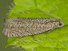  49.327 Cydia microgrammana Copyright Martin Evans 