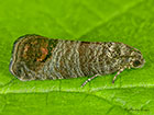  49.338 Cydia pomonella Copyright Martin Evans 