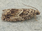  49.342 Cydia fagiglandana Copyright Martin Evans 