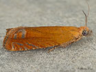  49.345 Lathronympha strigana Copyright Martin Evans 