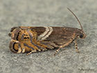  49.354 Grapholita jungiella Copyright Martin Evans  