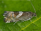  49.354 Grapholita jungiella Copyright Martin Evans 