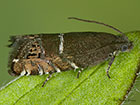 49.355 Grapholita lathyrana Copyright Martin Evans 