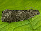  49.357 Grapholita funebrana Copyright Martin Evans 