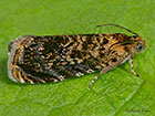  49.359 Grapholita janthinana Copyright Martin Evans 