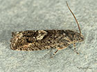  49.362 Pammene giganteana Copyright Martin Evans 