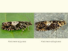  49.363 Pammene argyrana and Pammene albuginana Copyright Martin Evans 