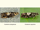 49.365 Pammene albuginana and Pammene argyrana Copyright Martin Evans 