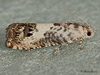  49.367 Pammene fasciana Copyright Martin Evans 
