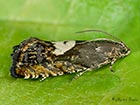  49.372 Pammene populana Copyright Martin Evans   