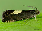  49.375 Pammene regiana Copyright Martin Evans 