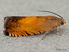  49.376 Pammene aurita Copyright Martin Evans 