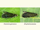 49.377 Pammene germmana & Strophedra weirana Copyright Martin Evans 