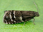  49.378 Pammene ochsenheimeriana Copyright Martin Evans 